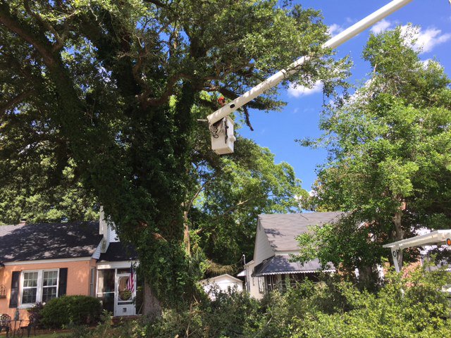 An arborist in a bucket lift performing tree pruning services high in a large tree for State Tree Services, Inc in Sumter, SC.