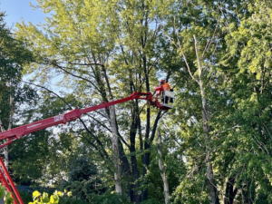 An arborist from MN Tree Solutions LLC performing tree pruning from a bucket truck in Maple Grove, MN