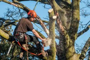 An arborist performing tree pruning with a chainsaw high in a tree for Tree Service Henderson in Henderson, NV.