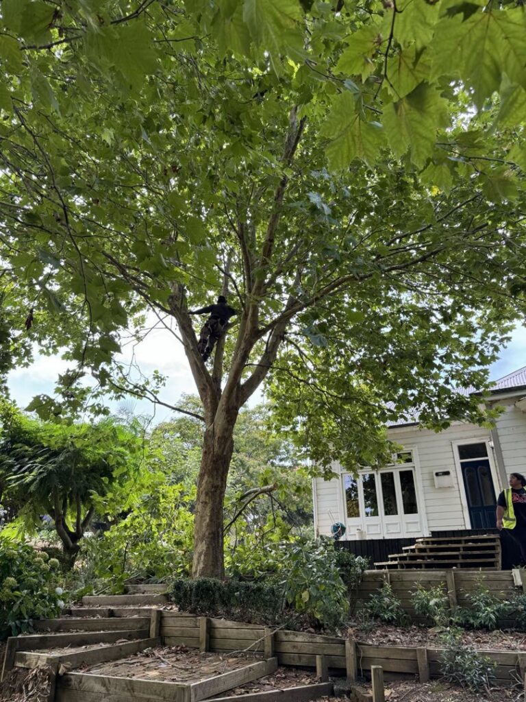 An arborist actively pruning branches high in a large shade tree, provided by City Green Care Inc. in Honolulu, HI.
