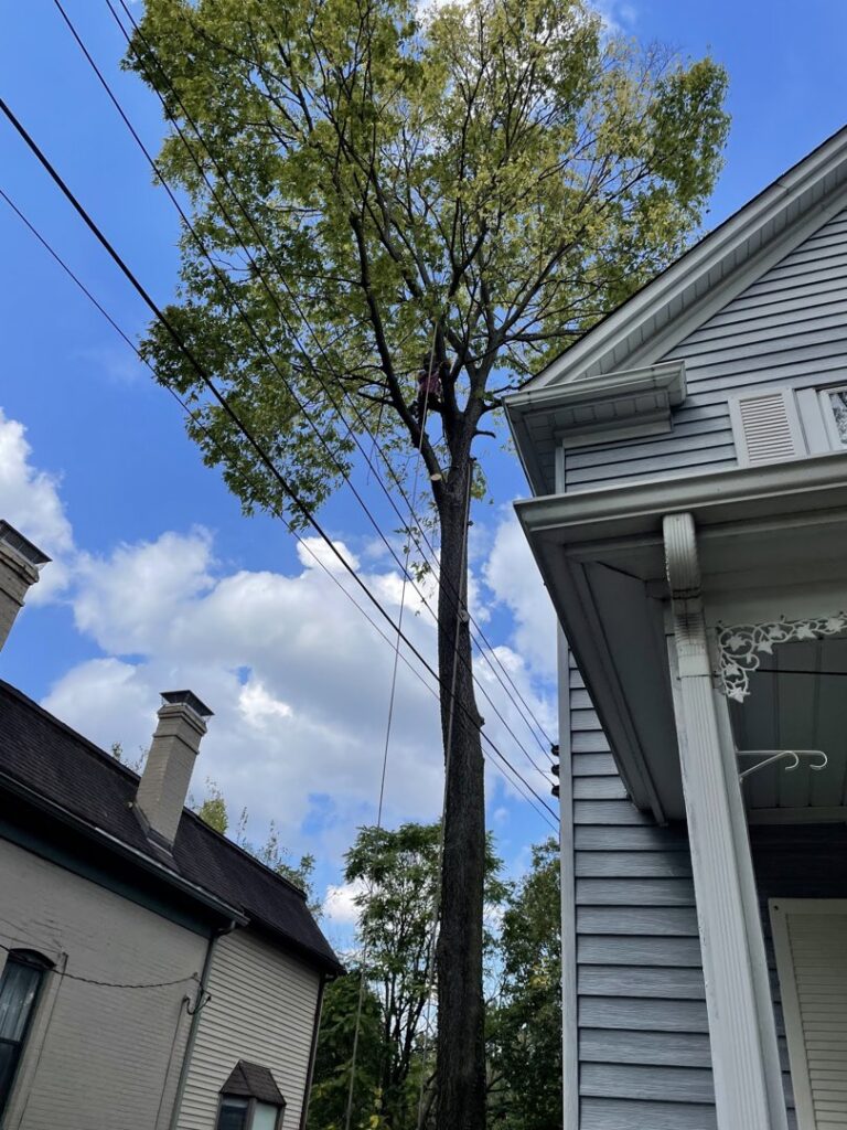 An arborist performing tree pruning high in a tree, utilizing ropes for safety, by JMendez LLC in St. Louis, MO.