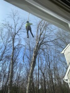 An arborist from American Tree Service, Inc. rappelling down a tree during removal in Coventry, RI.