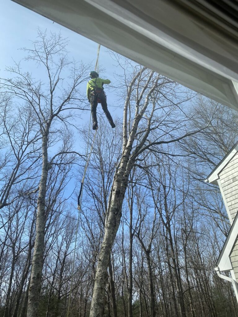 An arborist from American Tree Service, Inc. rappelling down a tree during removal in Coventry, RI.