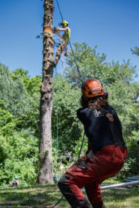 An arborist safely removing a tree section with a chainsaw, supported by a ground crew member at Ethical Tree Services in Woonsocket, RI.