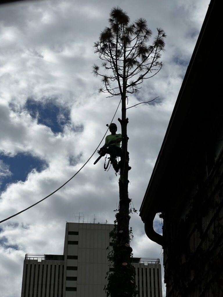 An arborist from My Tree Guys, LLC, silhouetted against the sky, performing tree removal with a chainsaw in Salt Lake City, UT.