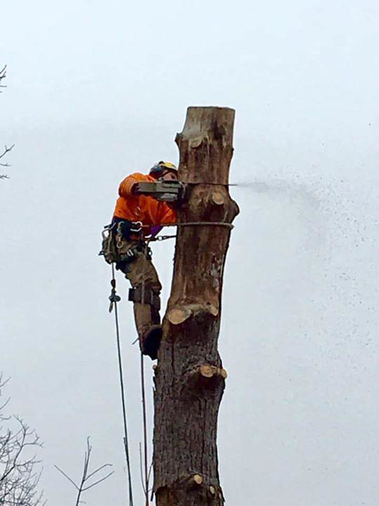 An arborist safely cutting a tree with a chainsaw for Upper Cut Tree Service, LLC in Williamston, MI