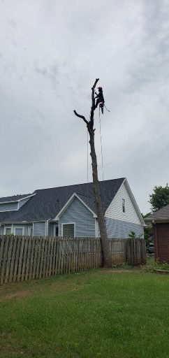 An arborist safely removing a tall tree in a residential backyard by Chris's Tree Service in Hazel Green, AL