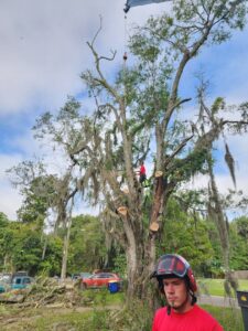 An arborist performing tree removal with crane assistance for 904tree.com in Jacksonville, FL.