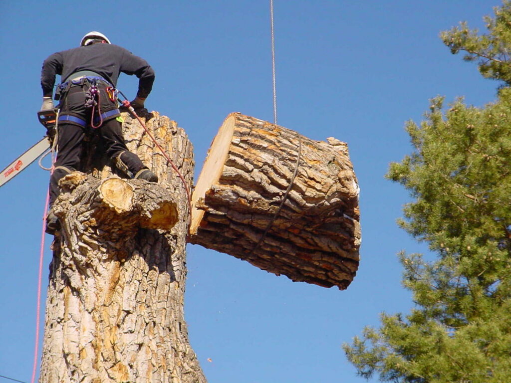 An arborist on a tree trunk, using a chainsaw while a large log section is lowered by a crane for Peoria Tree Experts in Peoria, IL.