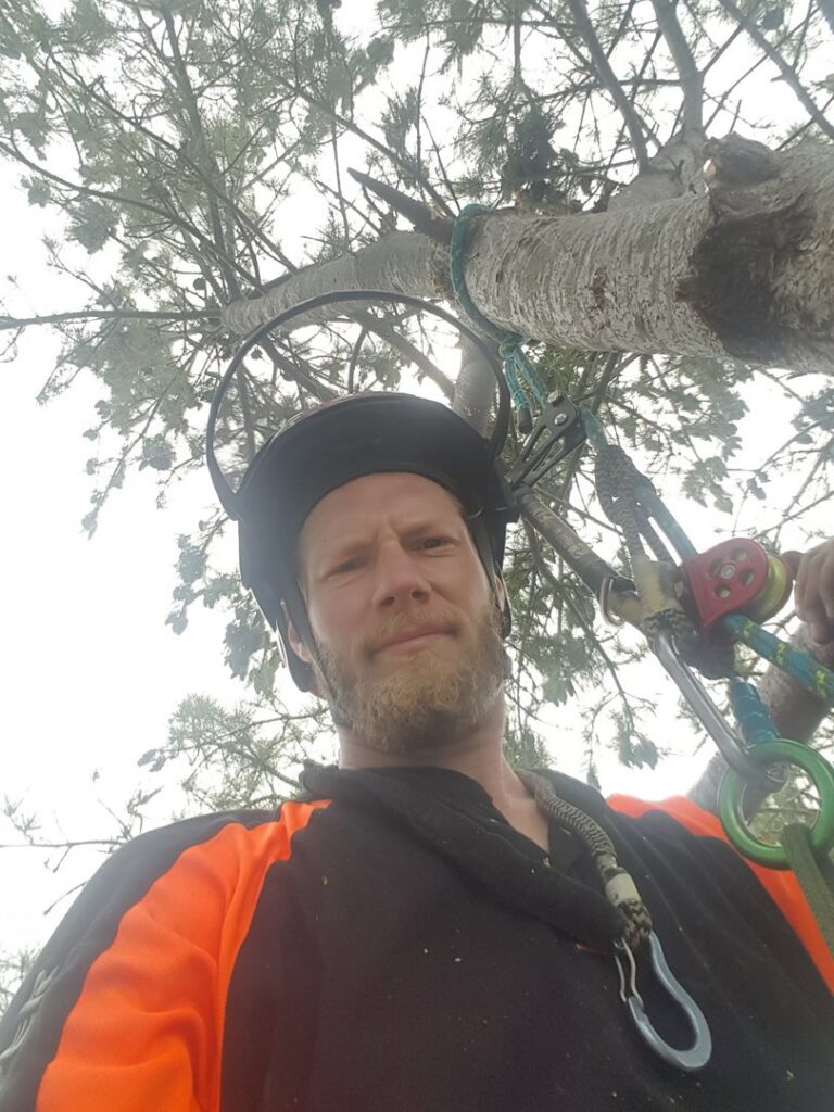 An arborist in climbing gear high in a tree, with cut branches on the ground, performing tree removal for Arborist Matt Cole in Brewer, ME.