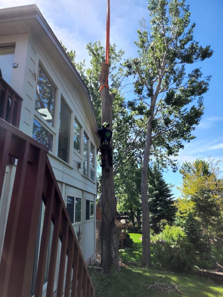 An arborist from Lind Legacy Tree Service performing tree removal near a residential house with crane assistance in Colorado Springs, CO