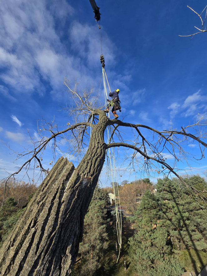 An arborist performing tree removal with a crane for Precision Landscape and Tree in Little Canada, MN.