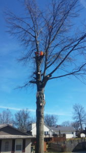 An arborist performing tree removal and pruning services high in a tree for Georgetown Tree and Stump Service in Georgetown, KY