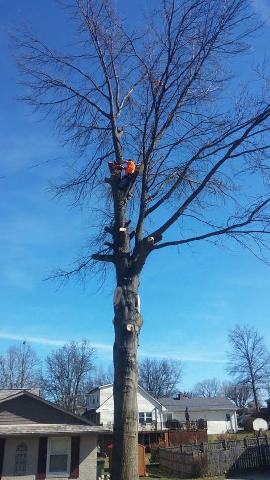 An arborist performing tree removal and pruning services high in a tree for Georgetown Tree and Stump Service in Georgetown, KY