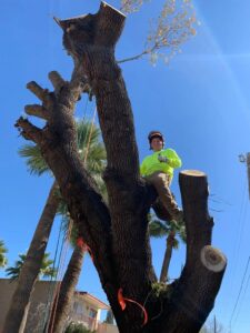 An arborist giving a thumbs up while performing tree removal services for Arizona Yard Maintenance in Apache Junction, AZ.