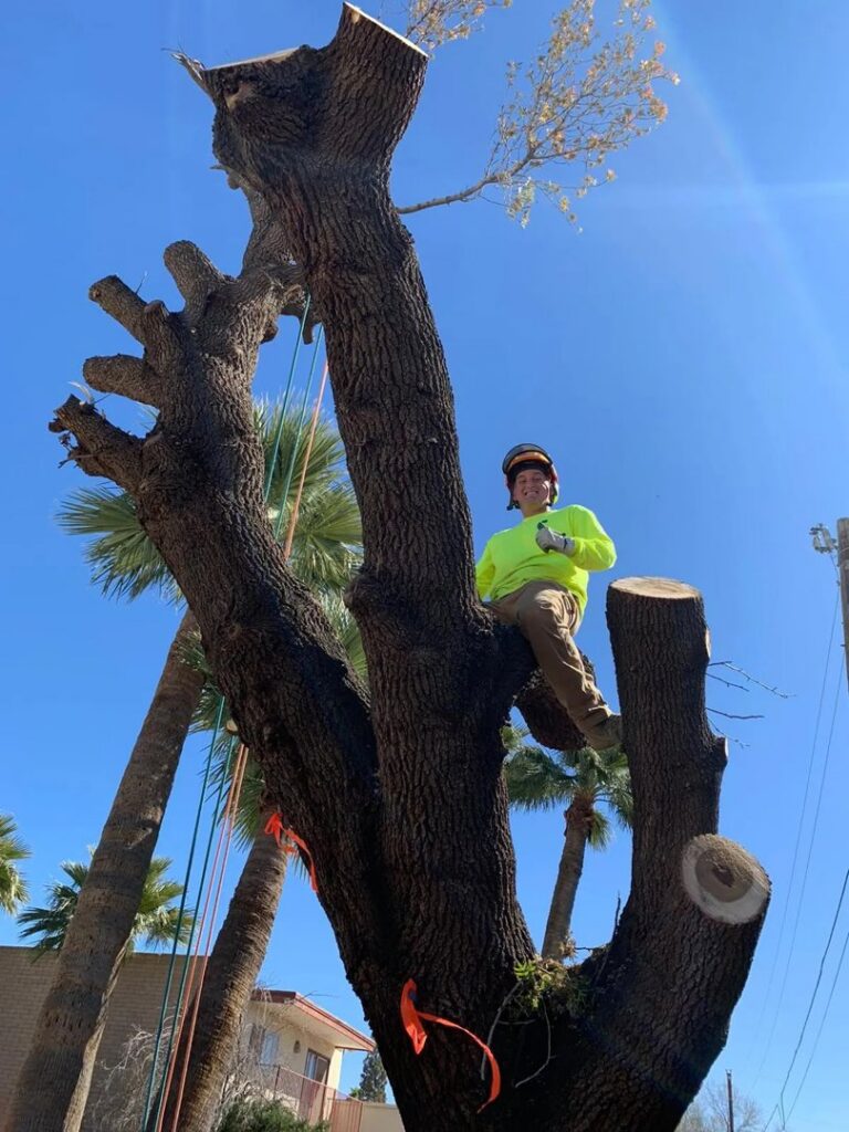An arborist giving a thumbs up while performing tree removal services for Arizona Yard Maintenance in Apache Junction, AZ.