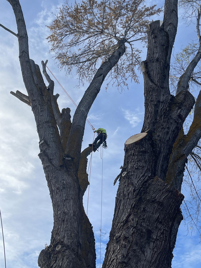 An arborist from West Valley Tree Service LLC performing tree removal and trimming services high in a large tree in Yakima, WA.