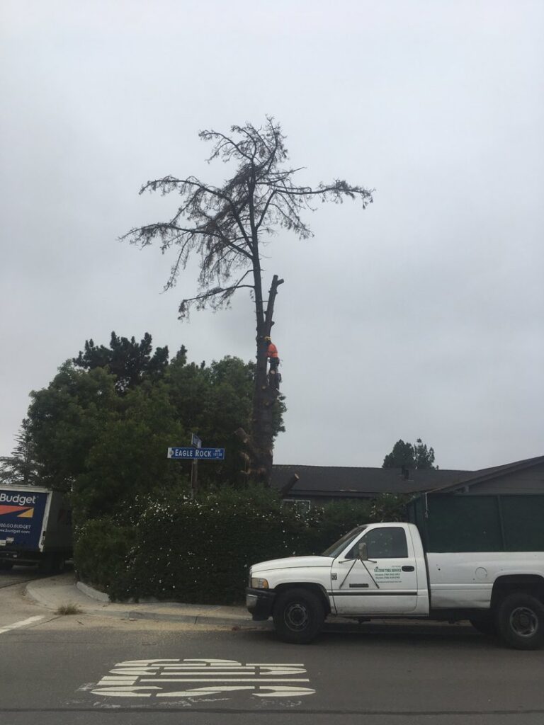 An arborist high on a tree trunk, with a tree service truck and chipper below, working for Salcedo Tree Service Inc in San Diego, CA.