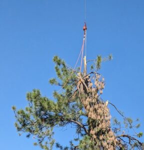 An arborist secured with ropes, performing tree rigging with crane assistance for Mountain Tree Company in Missoula, MT.