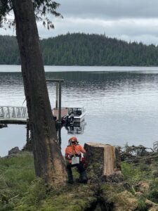 An arborist next to a large tree stump after removal work near a body of water by Timberscape Industries LLC in Ketchikan, AK.