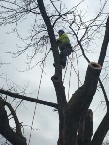 An arborist from Abide Landscape & Tree Service, LLC performing tree trimming while harnessed in a tall tree in Carmel, IN.