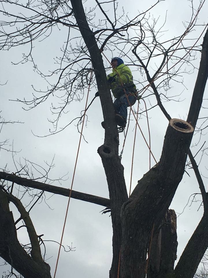 An arborist from Abide Landscape & Tree Service, LLC performing tree trimming while harnessed in a tall tree in Carmel, IN.