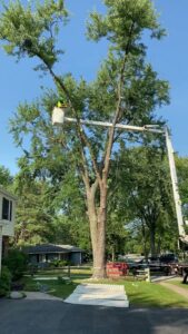 An arborist in a white boom lift bucket performing tree trimming on a tall, leafy tree for Skyline Tree Service and Landscaping Inc. in Saint Charles, IL.