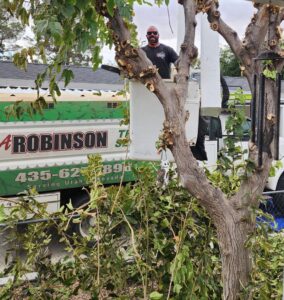 An arborist in a bucket lift performing tree trimming, with a BA Robinson Tree Service truck in the background in Saint George, UT.