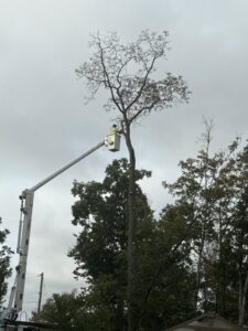 An arborist in a bucket lift performing tree trimming for Clearview Tree and Landscaping Services in Martinsburg, WV.