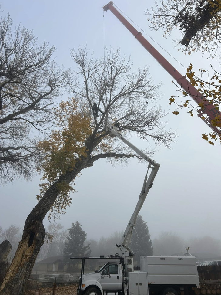 An arborist in a bucket lift trimming a large tree with crane assistance by Capital Tree Care LLC in Carson City, NV.