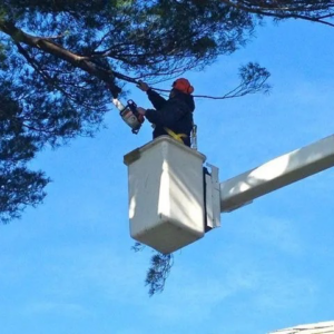 An arborist trimming tree branches with a chainsaw from a bucket lift for Leahy Landscaping, Inc. in Lynn, MA.