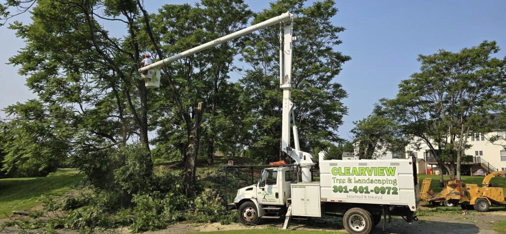 An arborist in a bucket truck actively trimming a tree with a wood chipper on site for Clearview Tree and Landscaping Services in Martinsburg, WV.