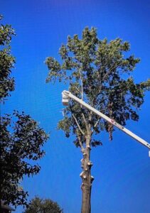 An arborist in a bucket performing tree trimming services for Webster's Tree Service Nashville TN in Antioch, TN.