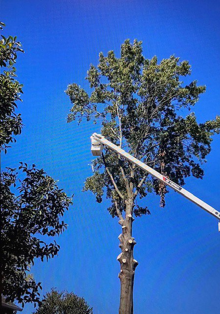 An arborist in a bucket performing tree trimming services for Webster's Tree Service Nashville TN in Antioch, TN.
