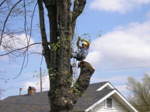 An arborist performing tree trimming high in a tree with a chainsaw, demonstrating services by KT Farms, Tree Service & Logging LLC in Springfield, MO.