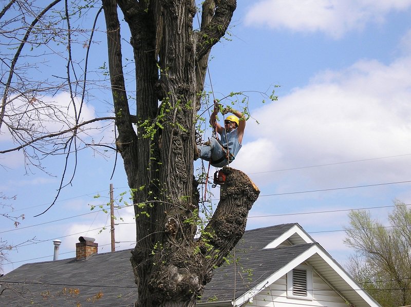 An arborist performing tree trimming high in a tree with a chainsaw, demonstrating services by KT Farms, Tree Service & Logging LLC in Springfield, MO.