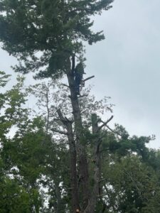 An arborist performing tree trimming with a chainsaw high in a pine tree for Lawncare lopez Tree services in Chattanooga, TN