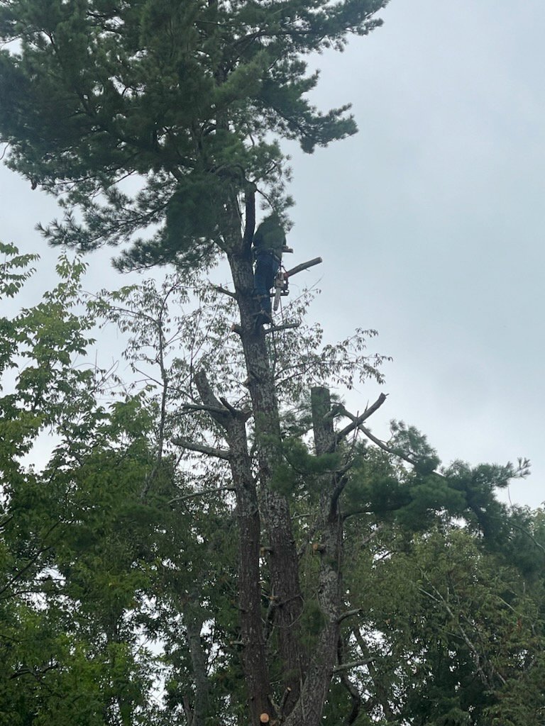 An arborist performing tree trimming with a chainsaw high in a pine tree for Lawncare lopez Tree services in Chattanooga, TN