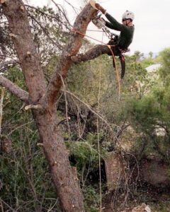 An arborist from Tempe Tree Service Pros using a chainsaw to trim a tree while harnessed in Tempe, AZ