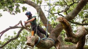 An arborist performing tree trimming with a chainsaw for Tree Removal Washington in Seattle, WA