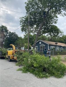 An arborist trimming a tree while a wood chipper processes branches on the street for Luna's Tree Service in San Antonio, TX.