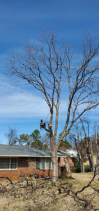 An arborist high in a bare tree performing trimming with cut branches on the ground by Chris's Tree Service in Hazel Green, AL