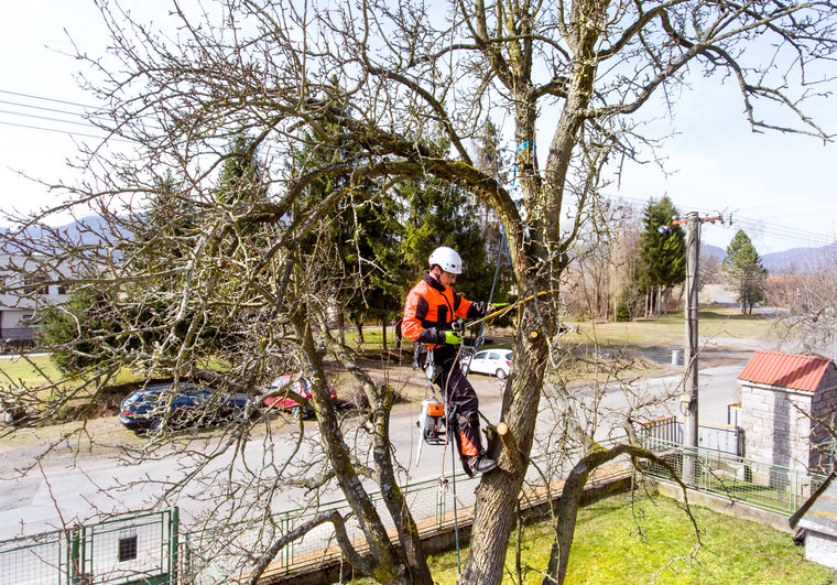 An arborist in climbing gear actively trimming branches from a tree for Little Rock Tree Service Pros in Little Rock, AR.