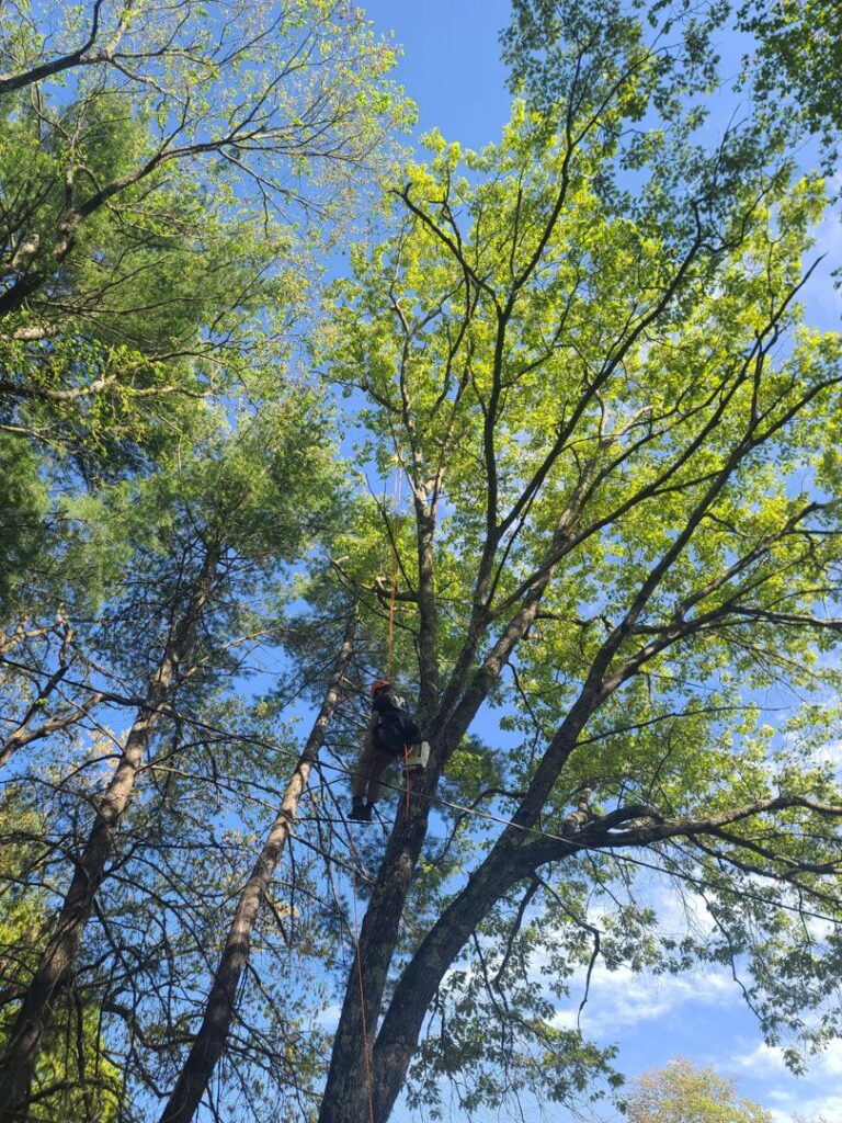 An arborist high in a tree, secured with ropes, performing professional tree trimming for Ethical Tree Services in Woonsocket, RI.