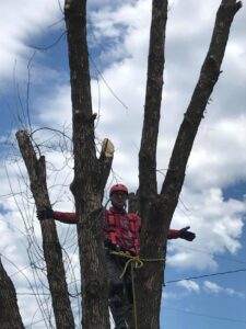 An arborist in climbing gear performing tree trimming and pruning services for Rothman Tree Service in Des Moines, IA.