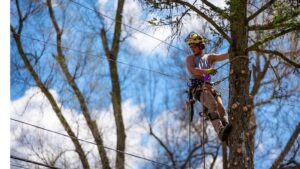 An arborist climbing a tree for trimming services by Upper Cut Tree Service, LLC in Williamston, MI