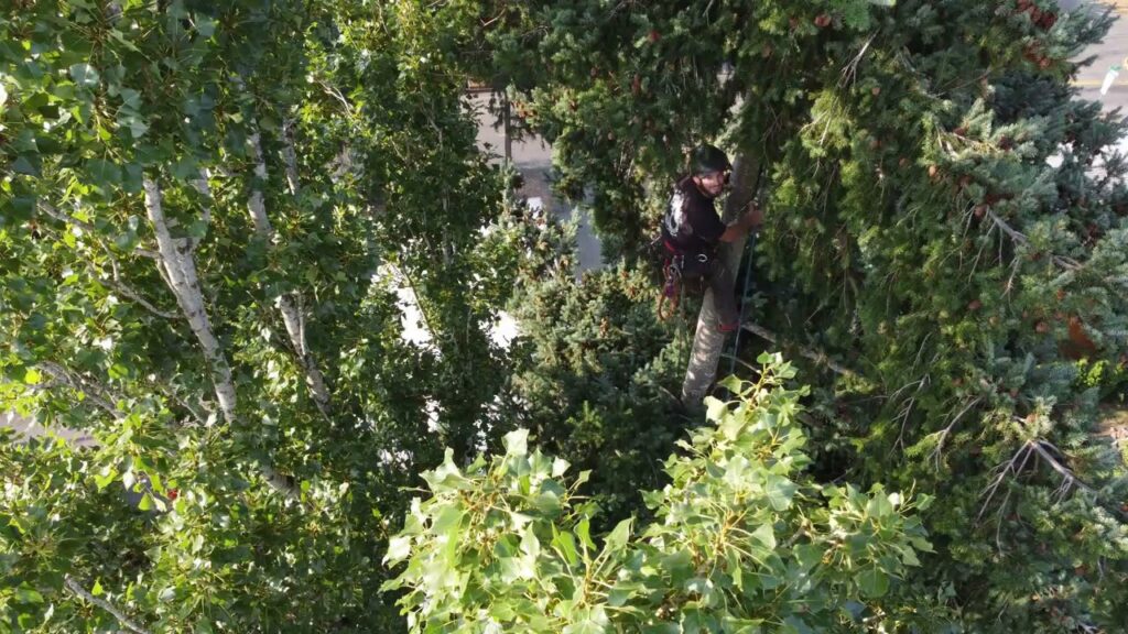 An arborist performing tree trimming services amidst dense foliage for David Marrs Trees in Ellensburg, WA.