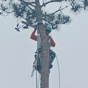 An arborist safely secured in a tree, preparing for trimming work by Justen & Sons Tree Service in Norfolk, VA.