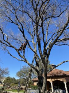 An arborist in climbing gear and helmet, working on a large, bare tree with a ladder, performing tree trimming in Austin, TX by Ozark of Austin.