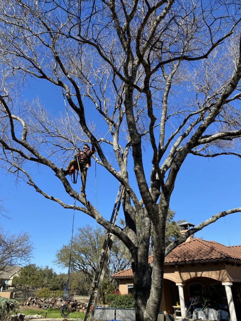An arborist in climbing gear and helmet, working on a large, bare tree with a ladder, performing tree trimming in Austin, TX by Ozark of Austin.